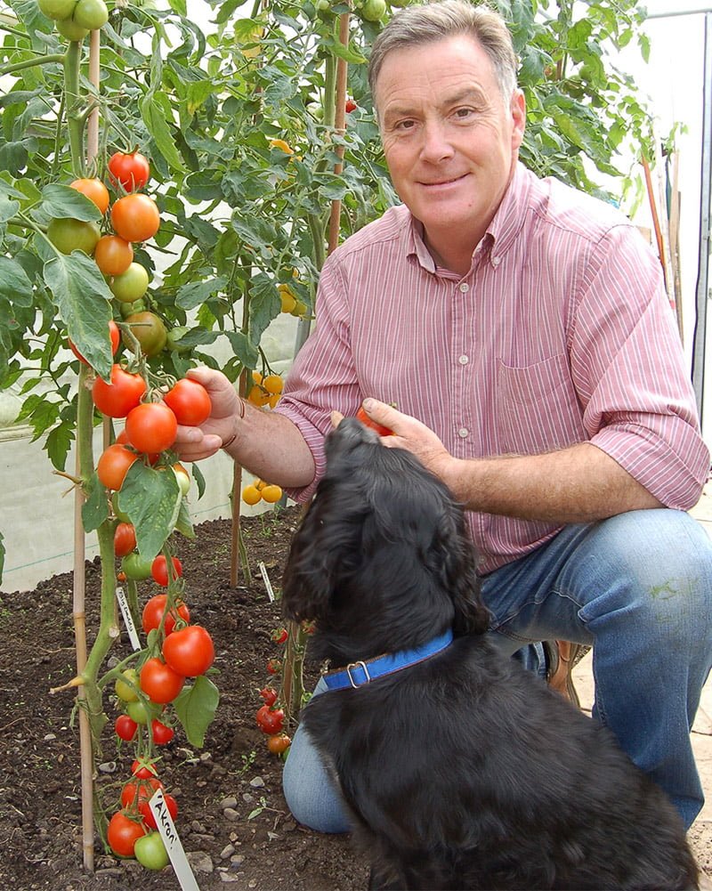 Martin Fish in poly tunnel picking tomatoes