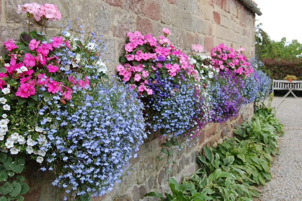 wall mangers in full bloom