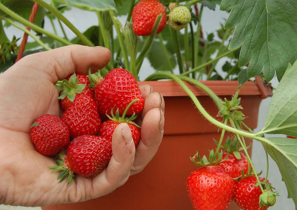 Martin Fish picking strawberries