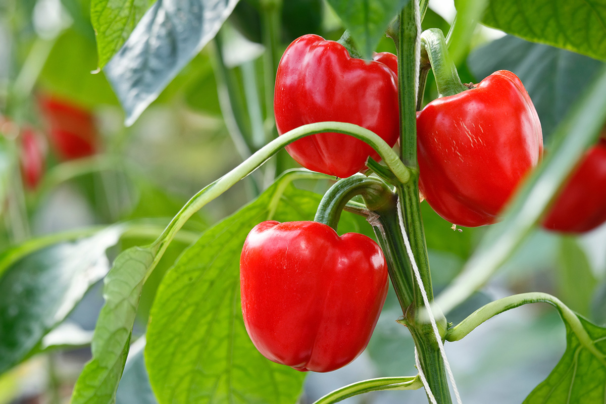 red sweet bell peppers