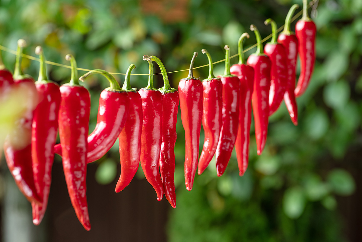 Chilli peppers hanging on string to air dry