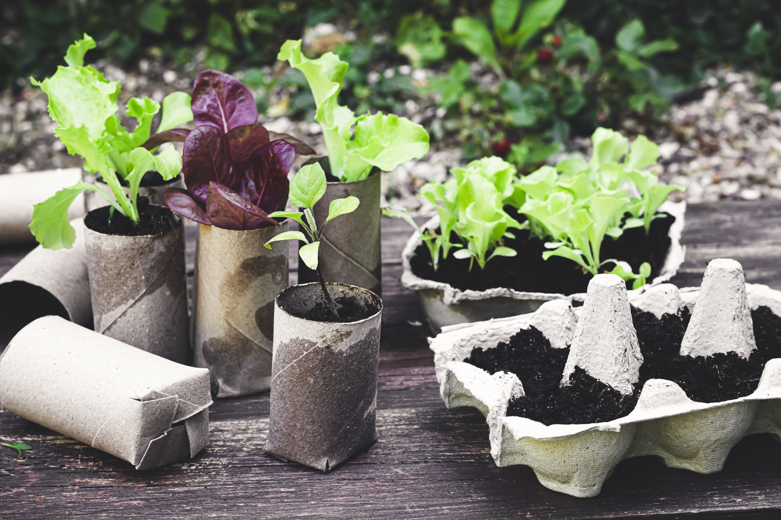 toilet rolls and egg boxes planted with seeds
