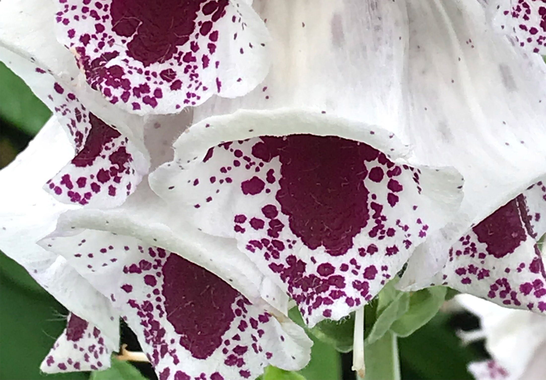 Foxgloves For The Garden Richard Jackson Garden