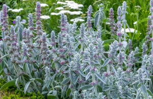 Stachys Byantina