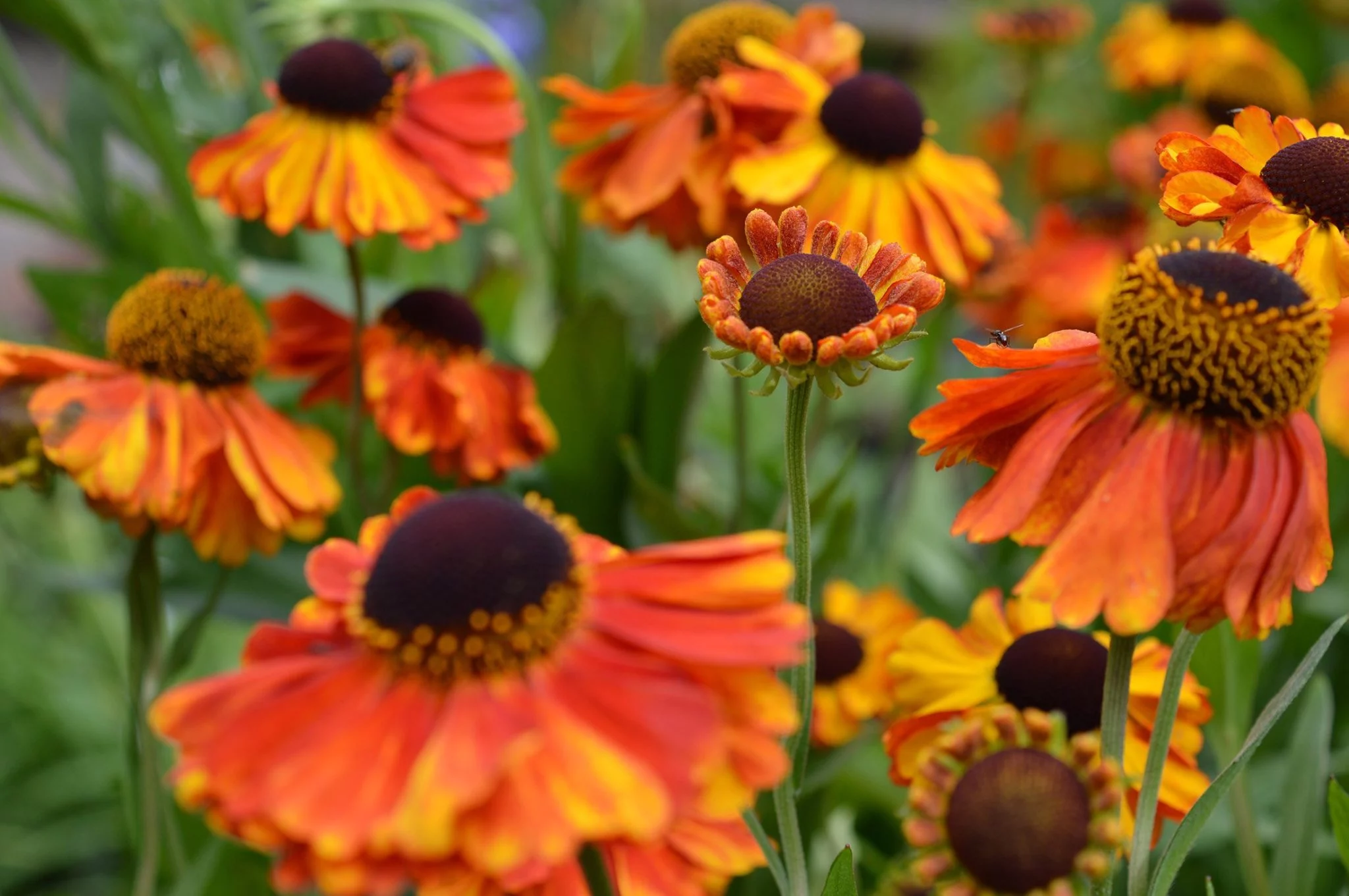 Grow figs in the UK - Richard Jackson Garden
