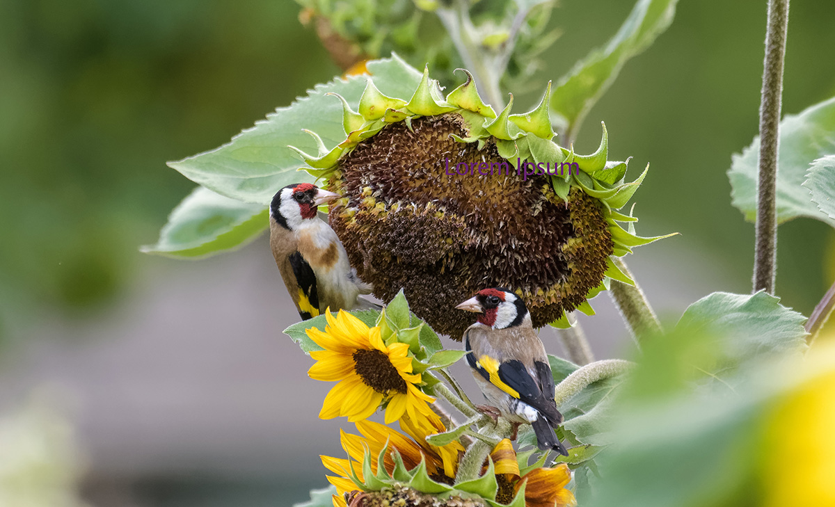 goldfinches eating seeds from sunflower