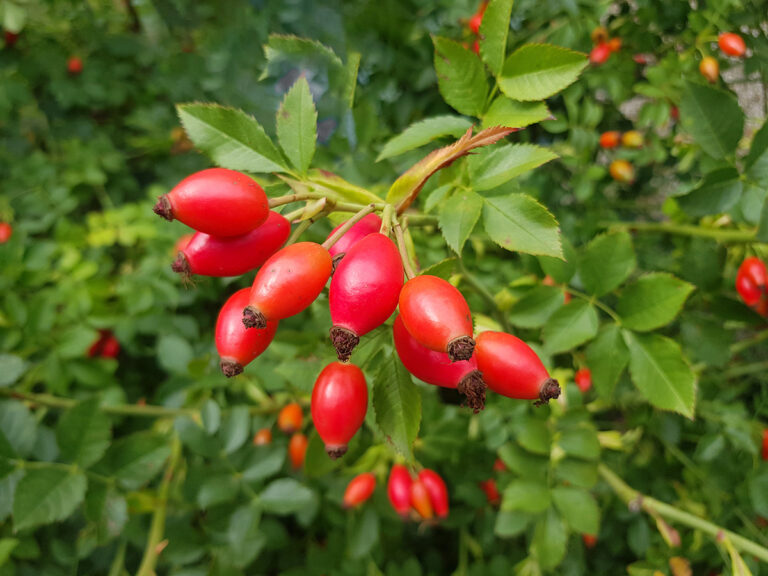Briar rose rosehip. Rosa canina.