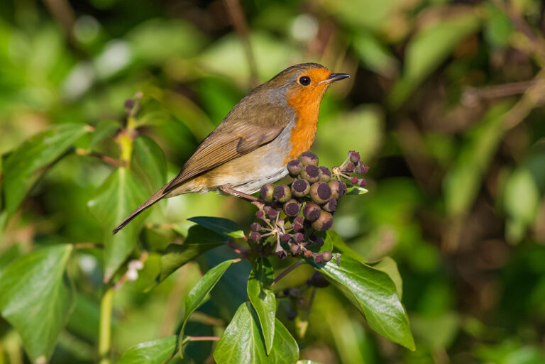 Robin on ivy branch