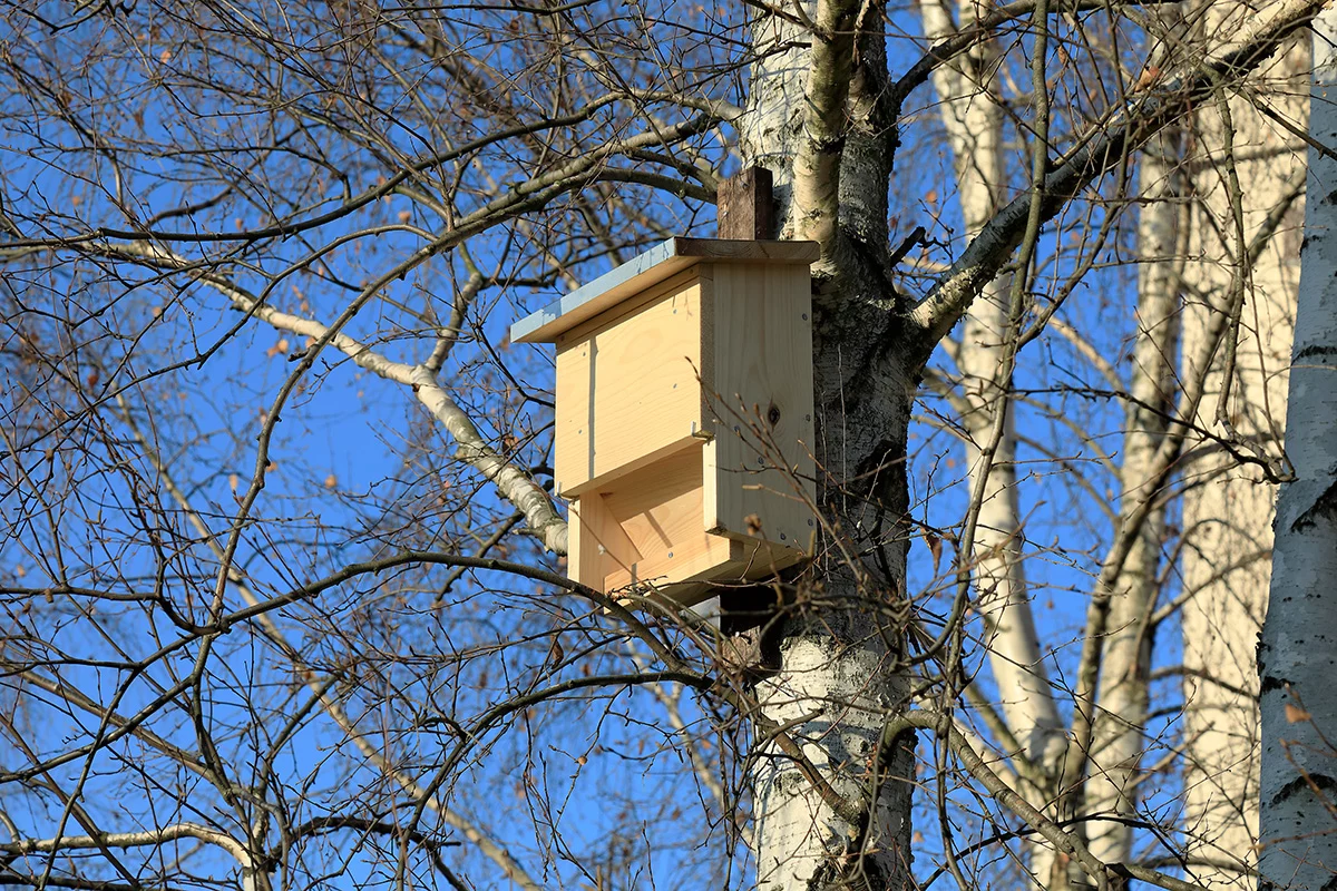 Batbox set in silver birch tree