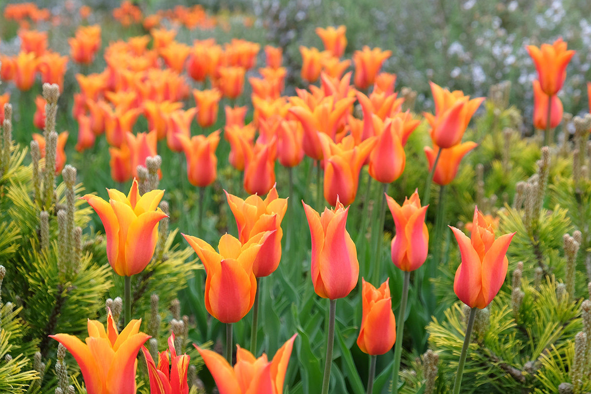 Tulip ballerina
