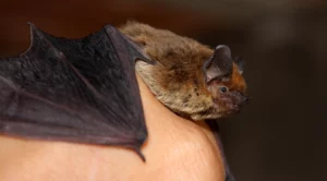Pippistrelle bat