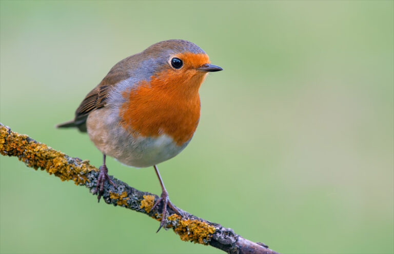 Robin resting on a lichen covered branch