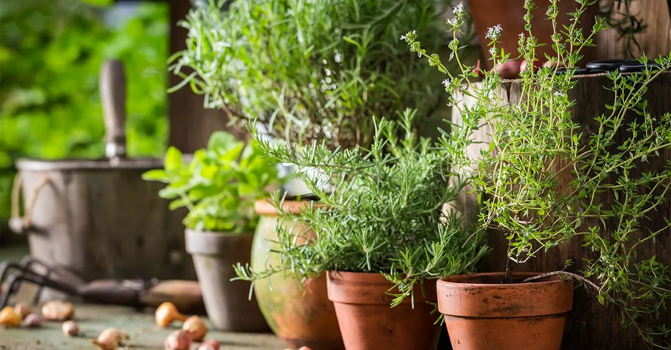 collection of herb pots