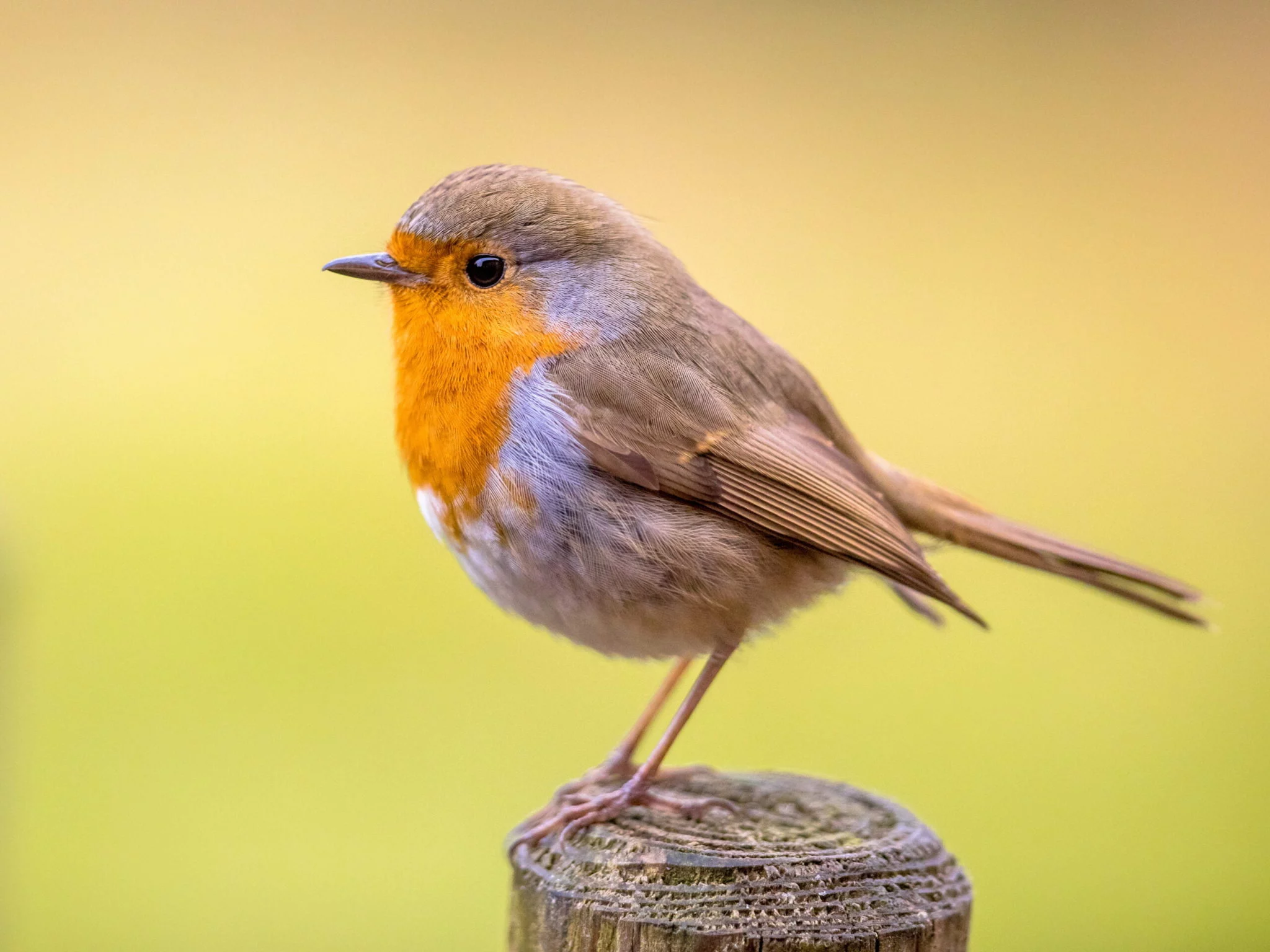 robin stood on fence post