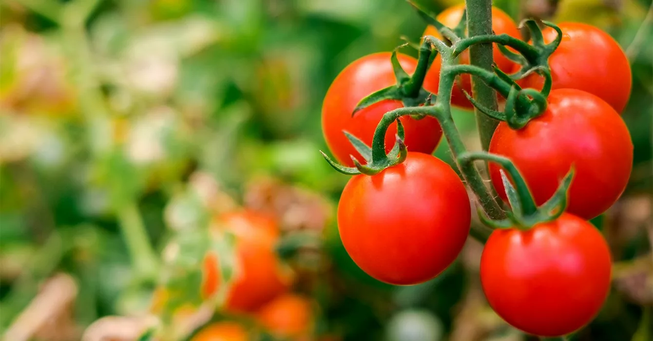 red tomatoes on branch