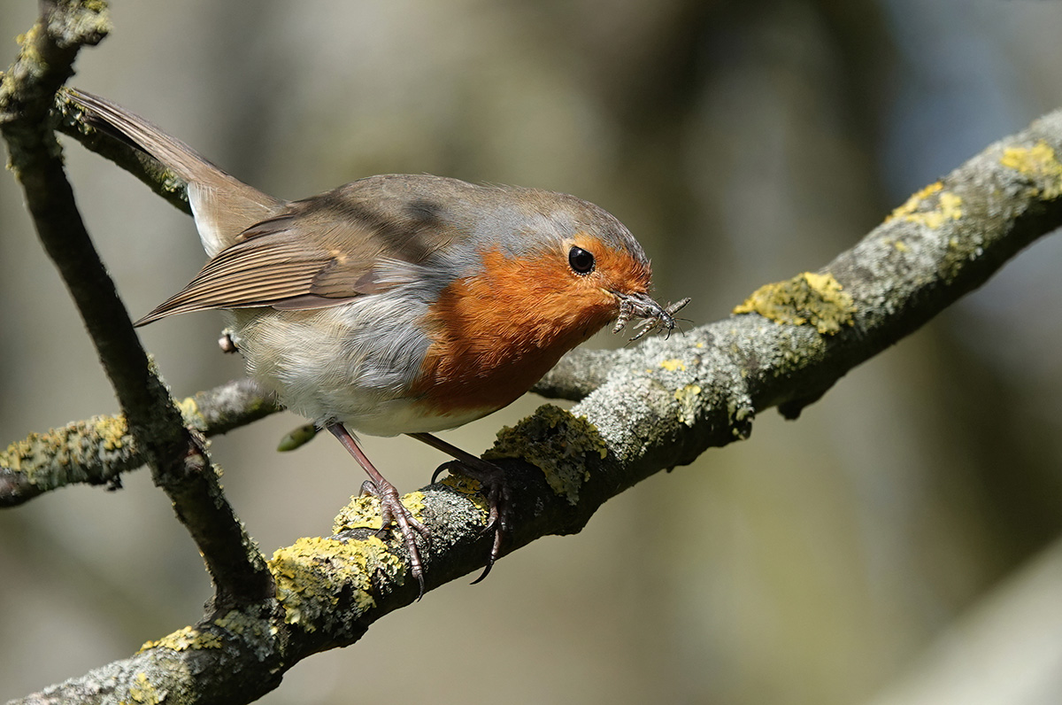 Robin with insects in its beak