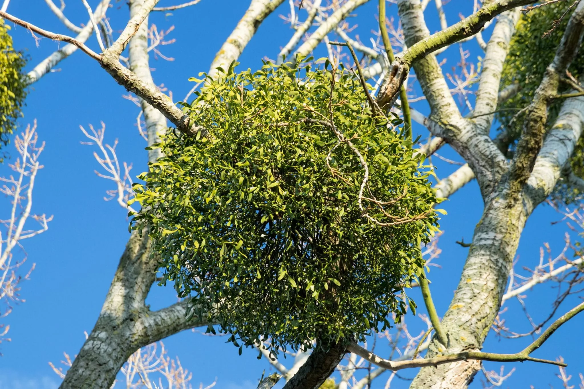 mistletoe growing in tree