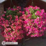 Flower Power Premium Plant Food 2kg