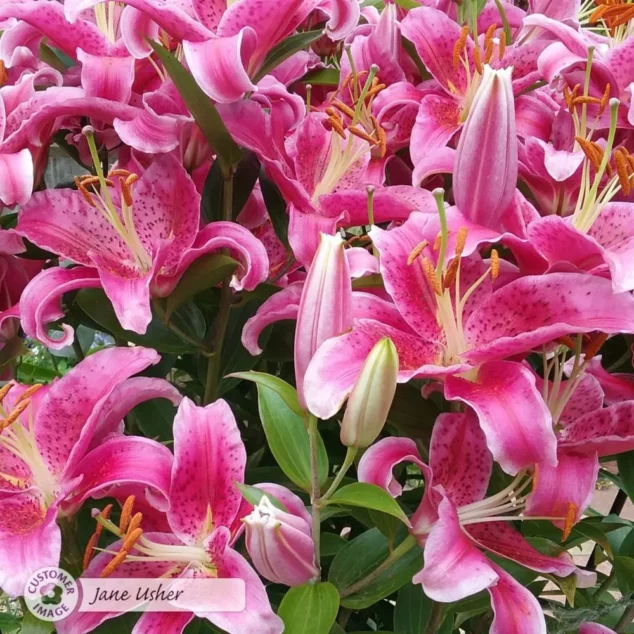 Flower Power Premium Plant Food 2kg