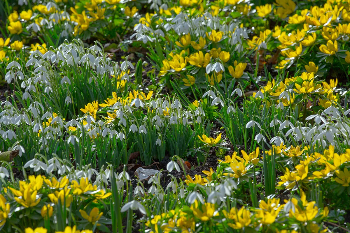 Winter aconites and snowdrops