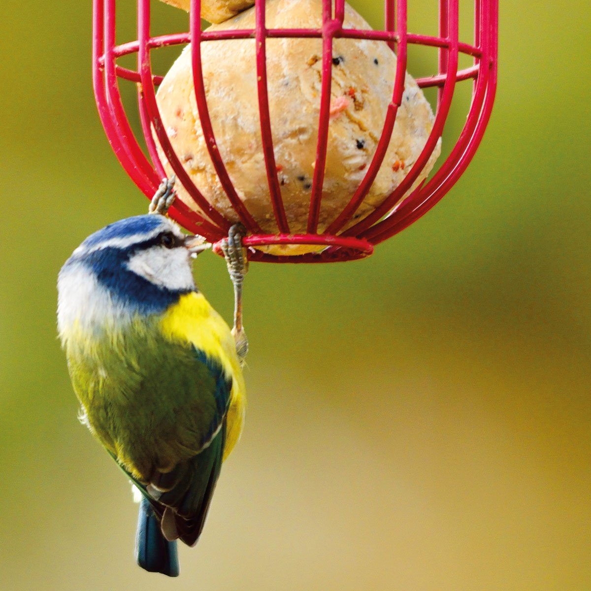 High Energy Suet Balls (50 Balls)