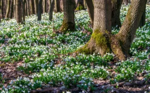 carpet of snowdrops