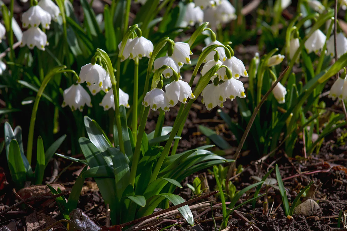 Snowdrops