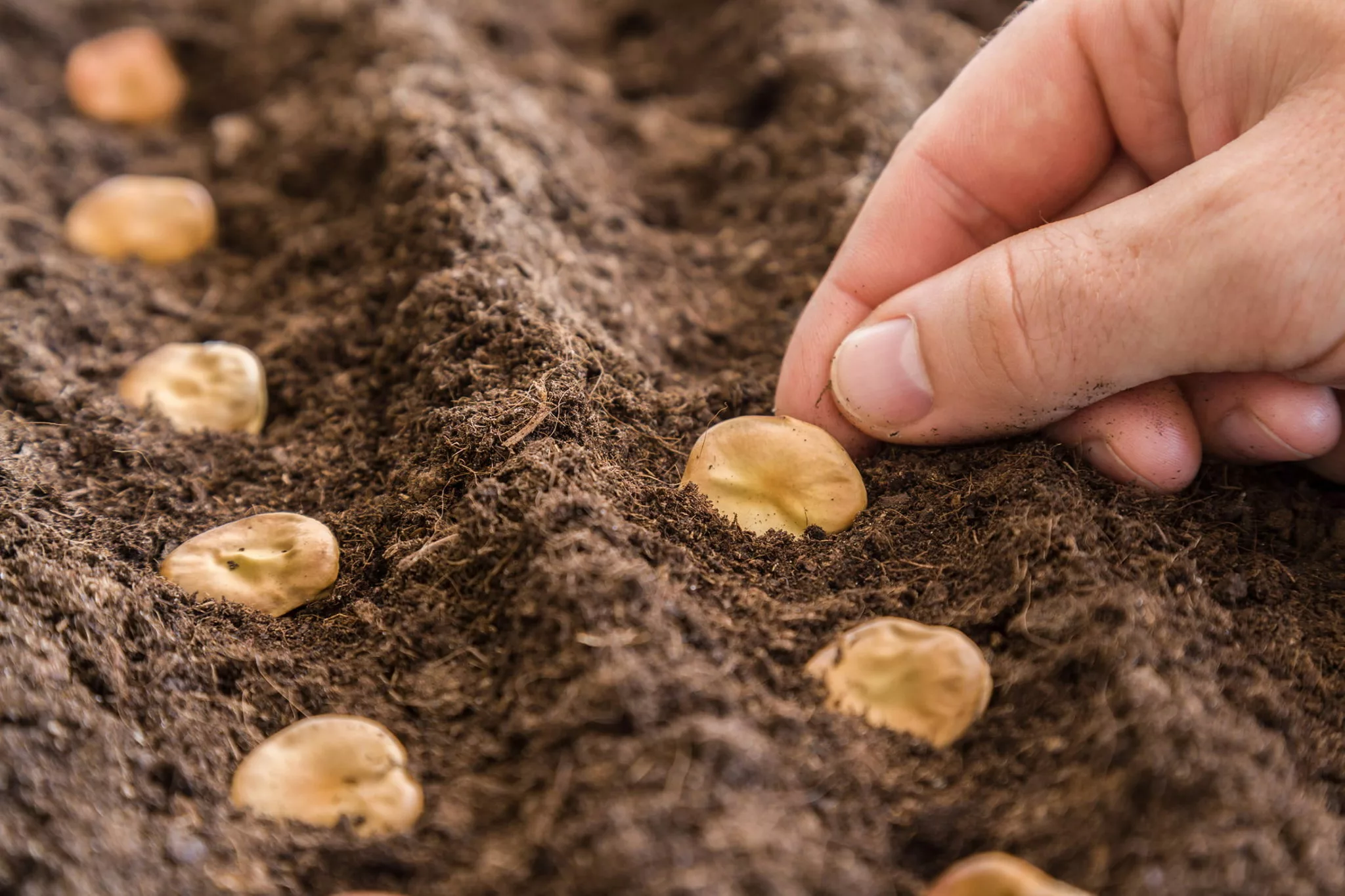 sowing broad beans