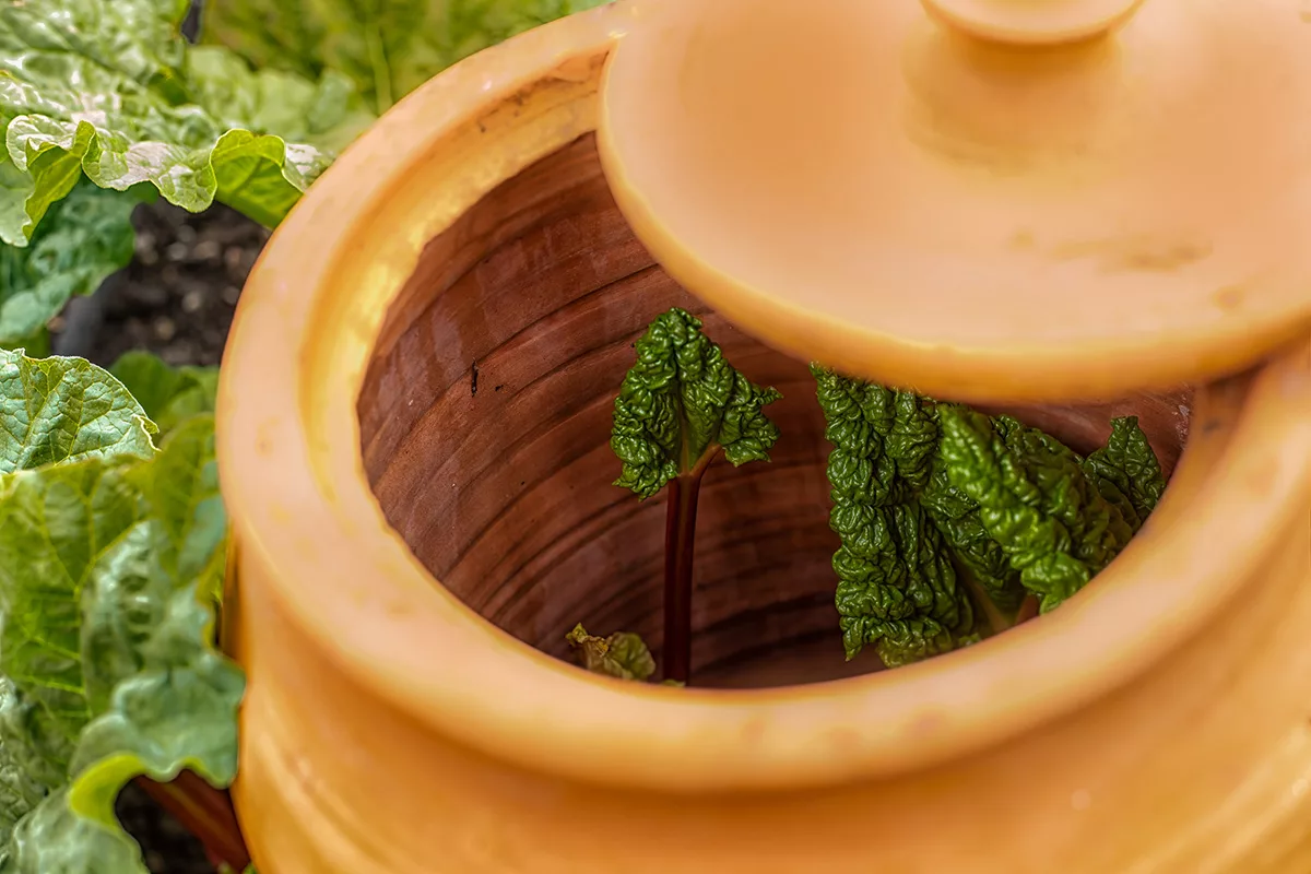 Forcing rhubarb with terracotta pot