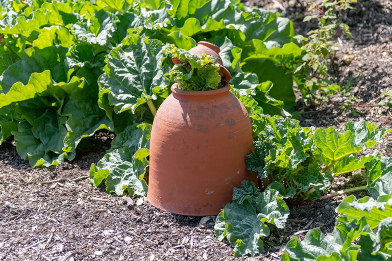 Forcing rhubarb with terracotta pots