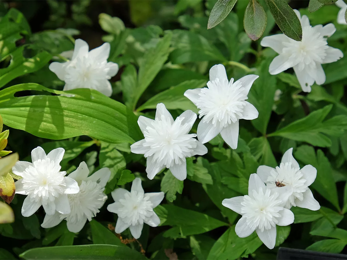 anemone nemorosa