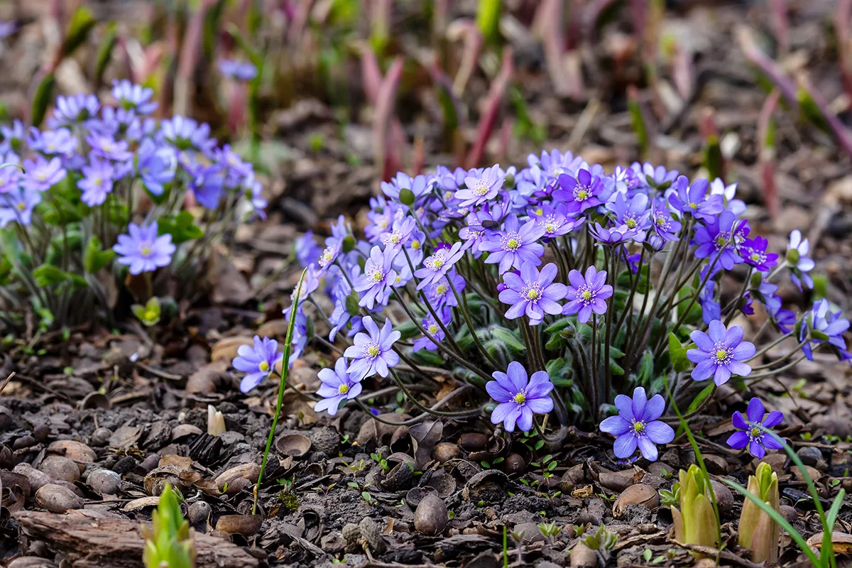 hepatica nobilis