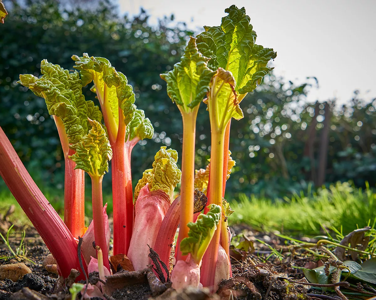 new rhubarb shoots in spring