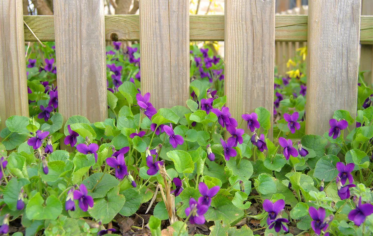 viola odorata