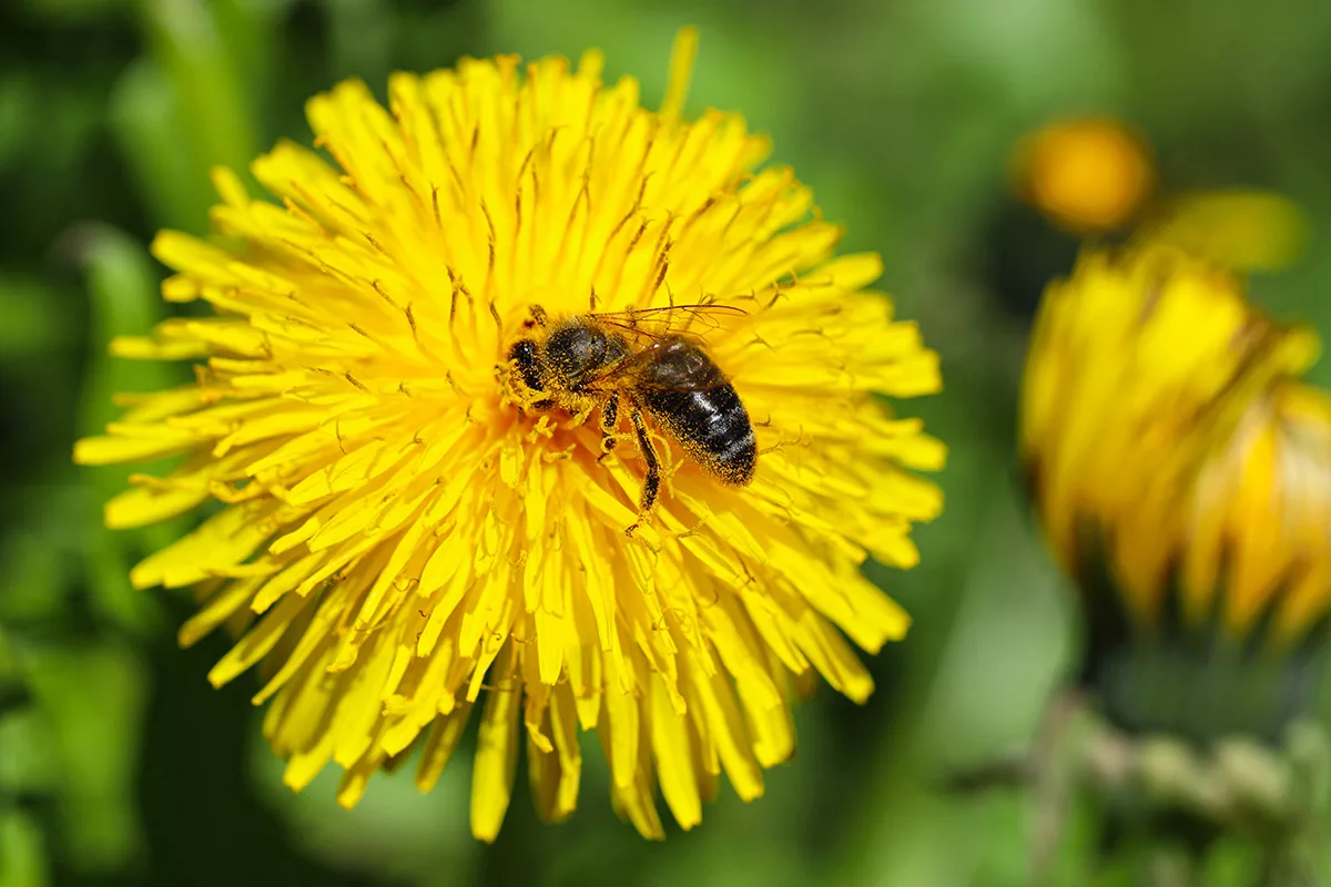 Bee on dandelion