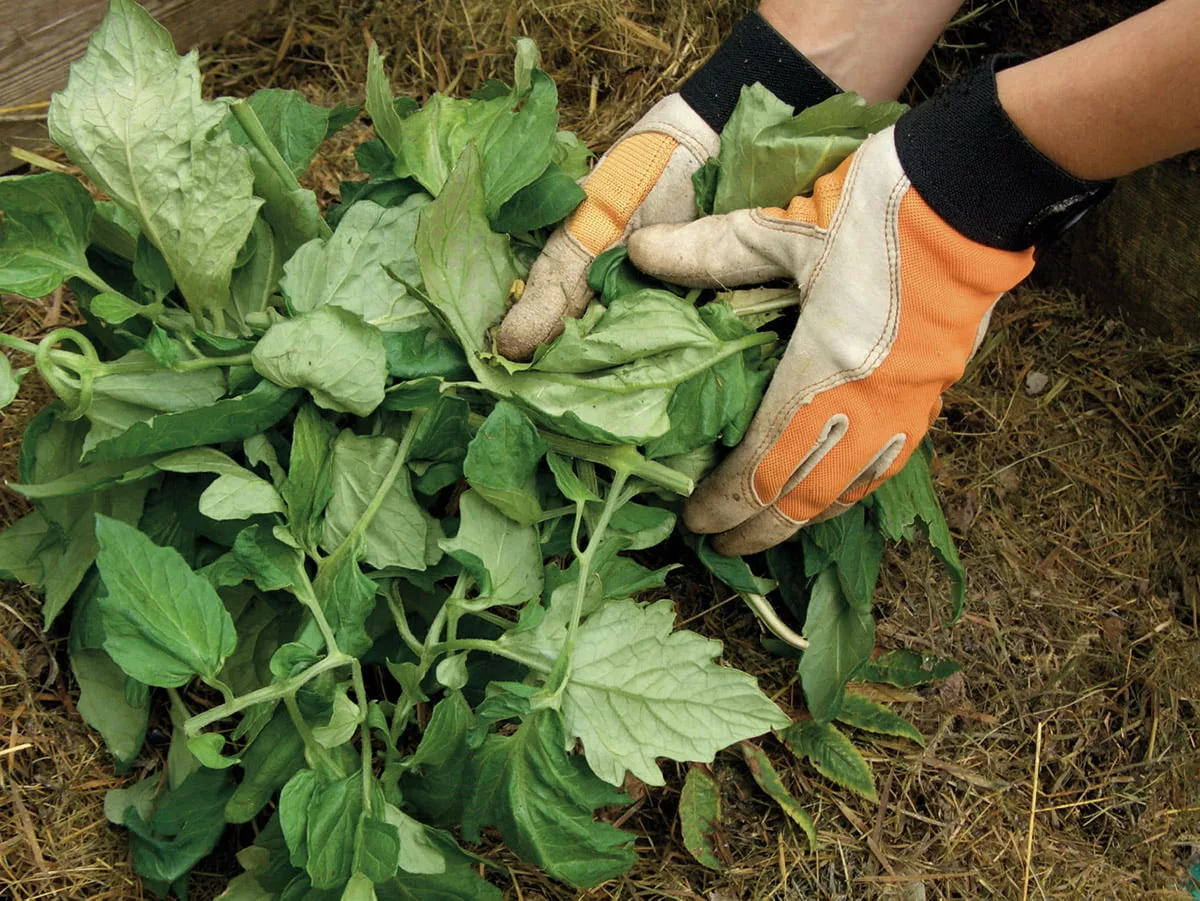 adding leaves to compost bin