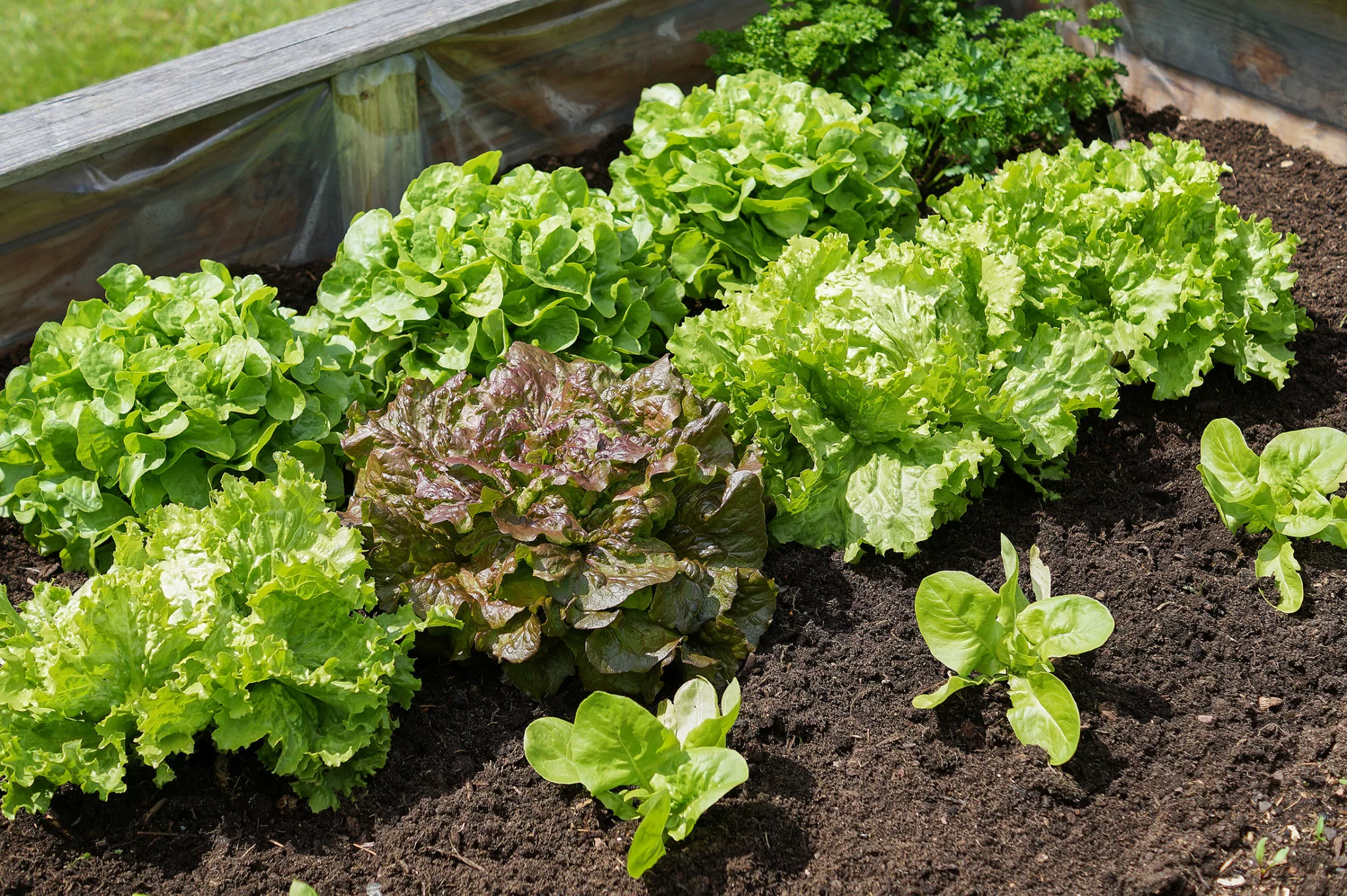 lettuce growing in small raised bed