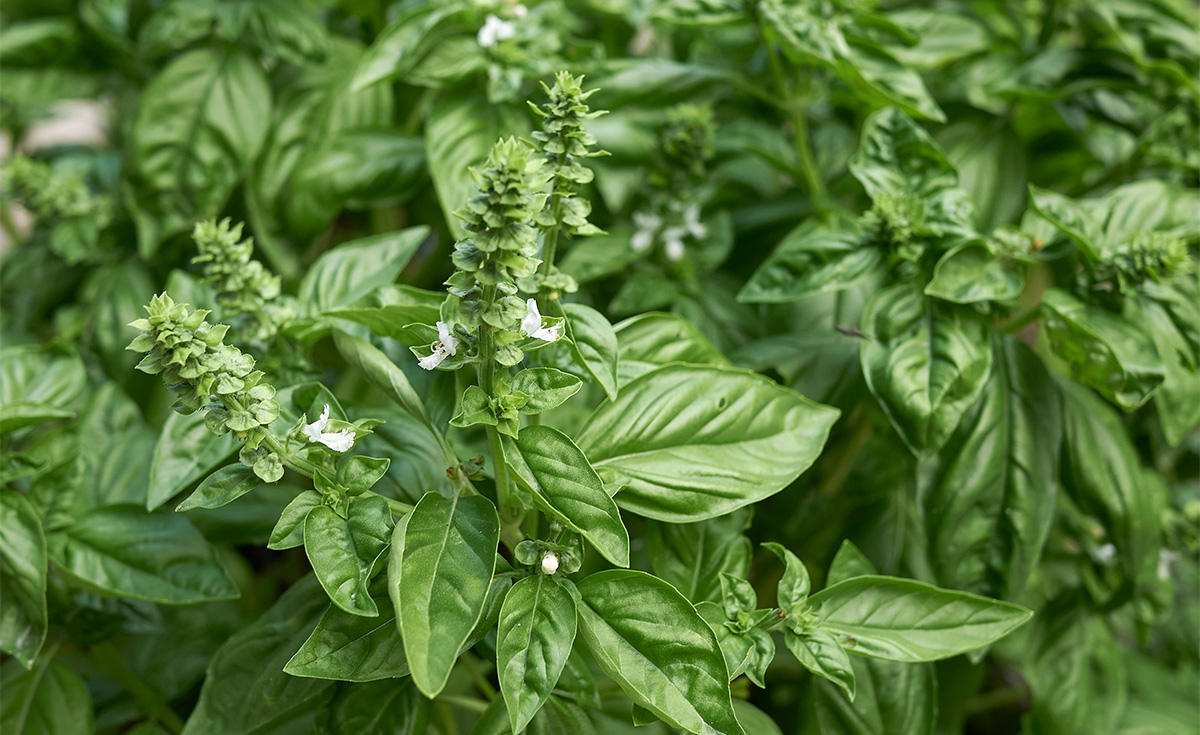 Basil flowers