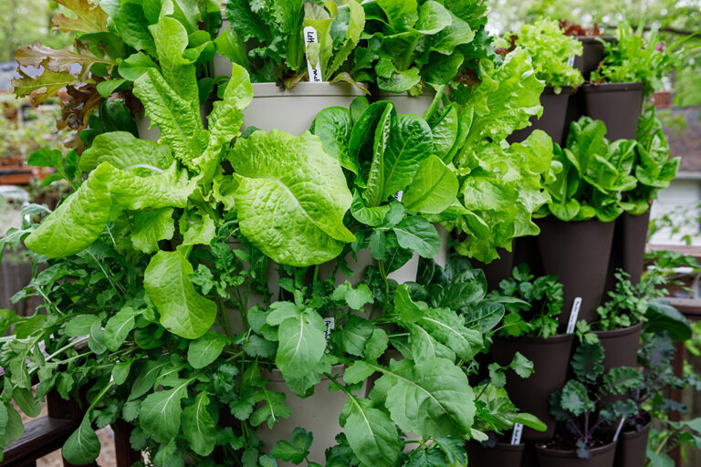 Selection of salad leaves growing