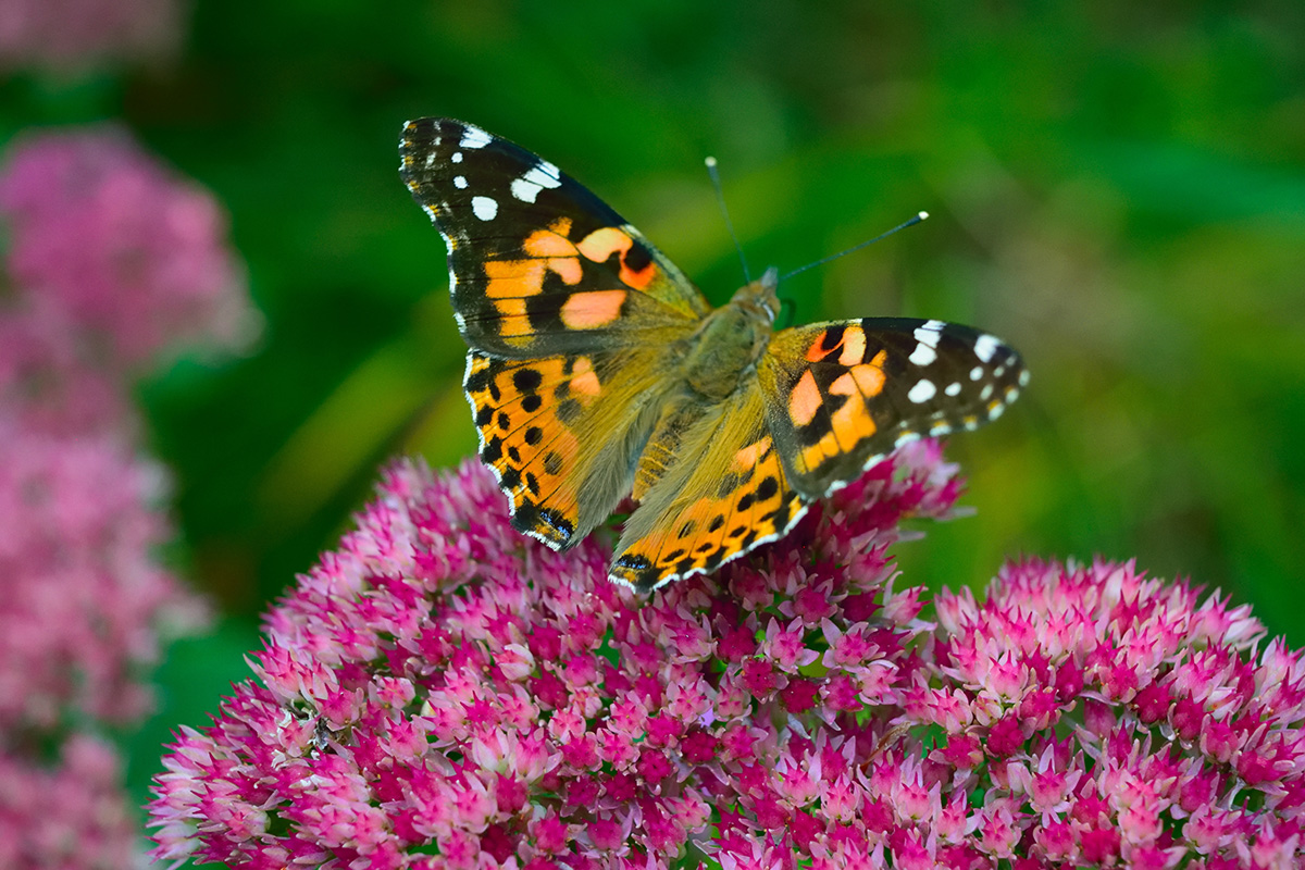 butterfly on sedum