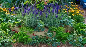 lavender, fruits and vegetables planted together
