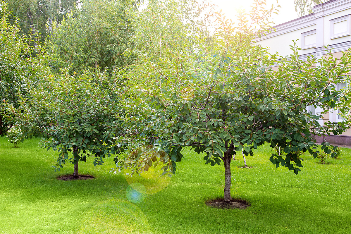 Cherry trees with mulch around them