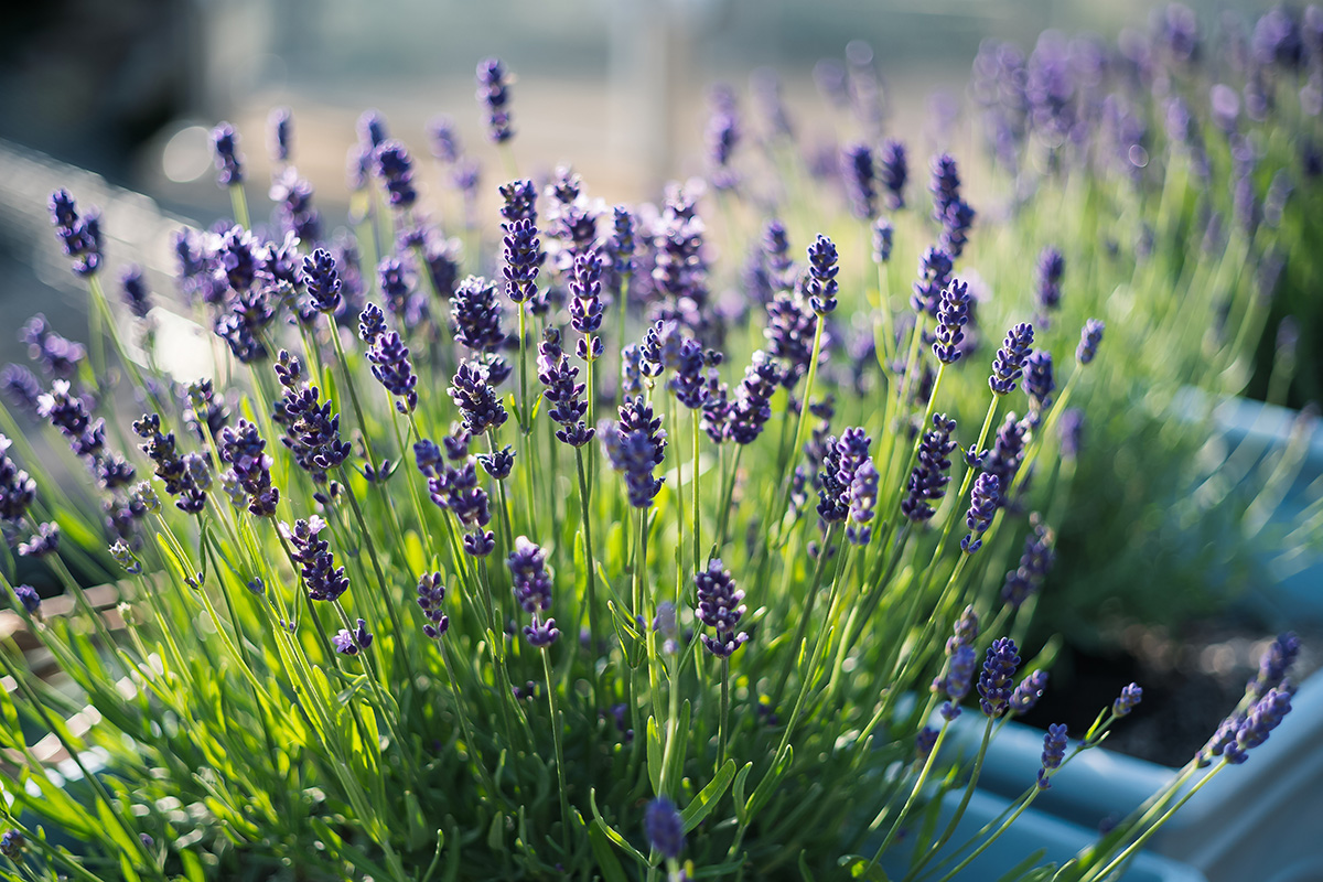 lavender growing in balcony pots