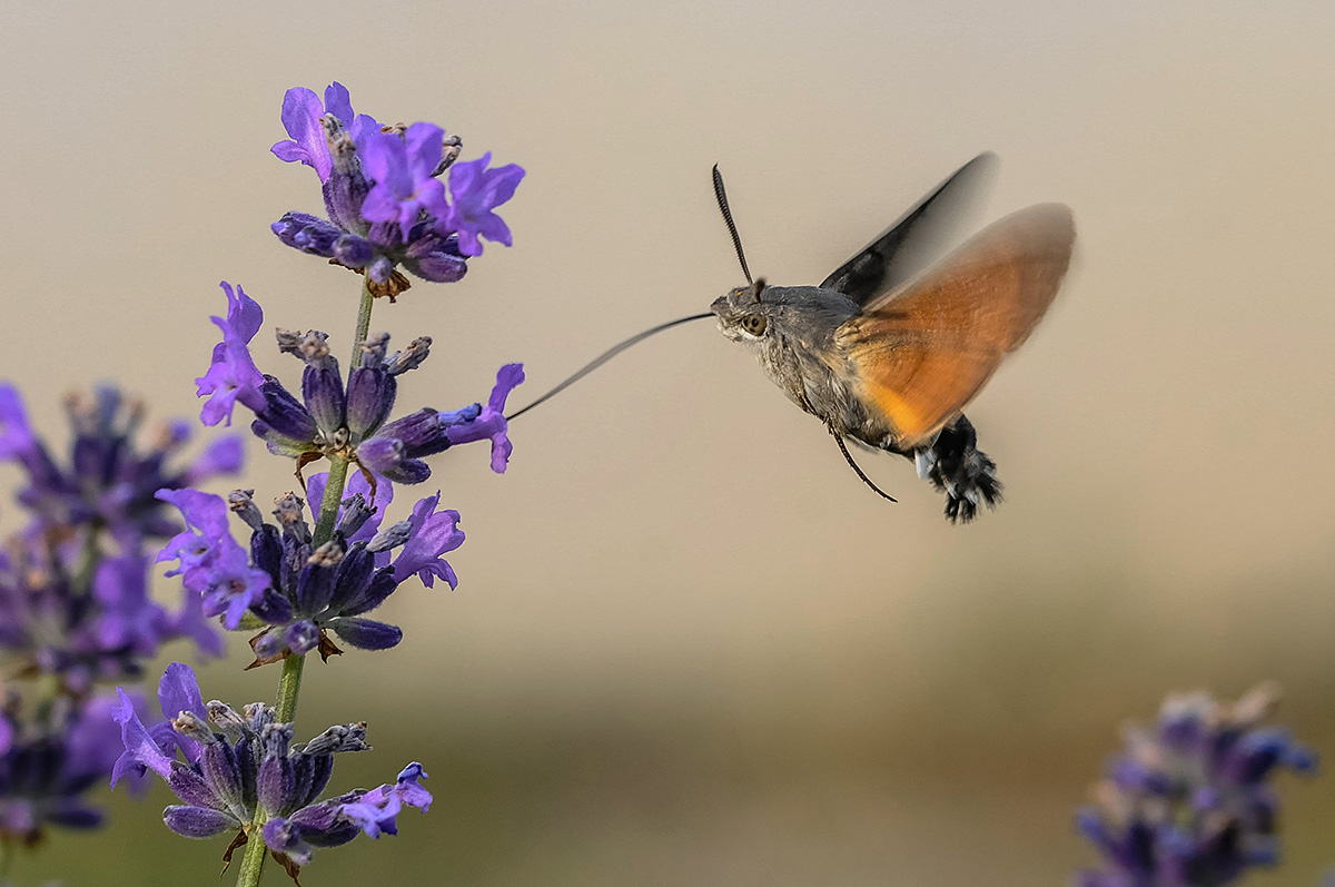 Hummingbird hawk moth on lavender