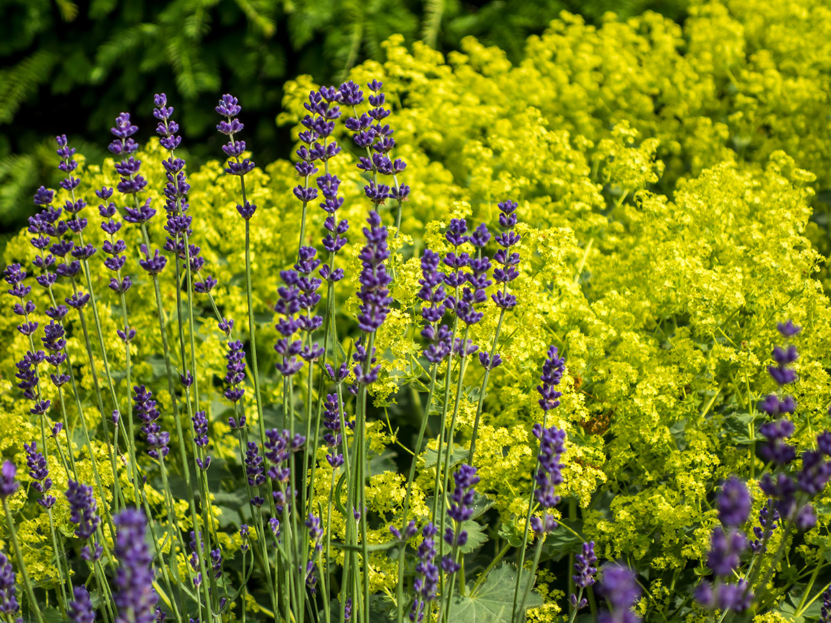 Lavender and alchemilla mollis