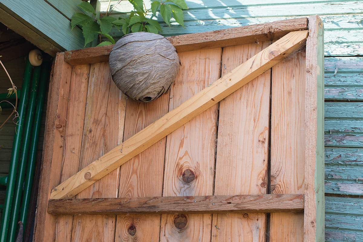 Wasp nest