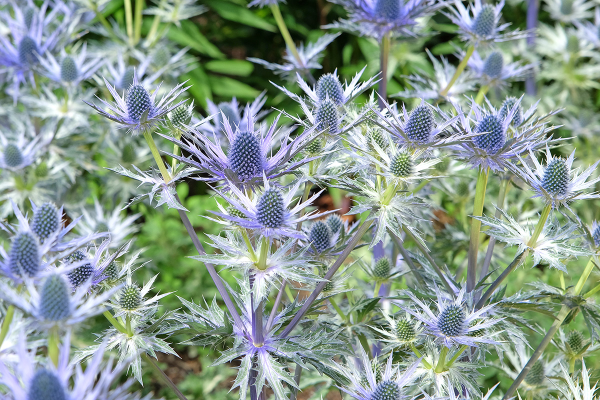 Eryngium oliverianum, Sea Holly