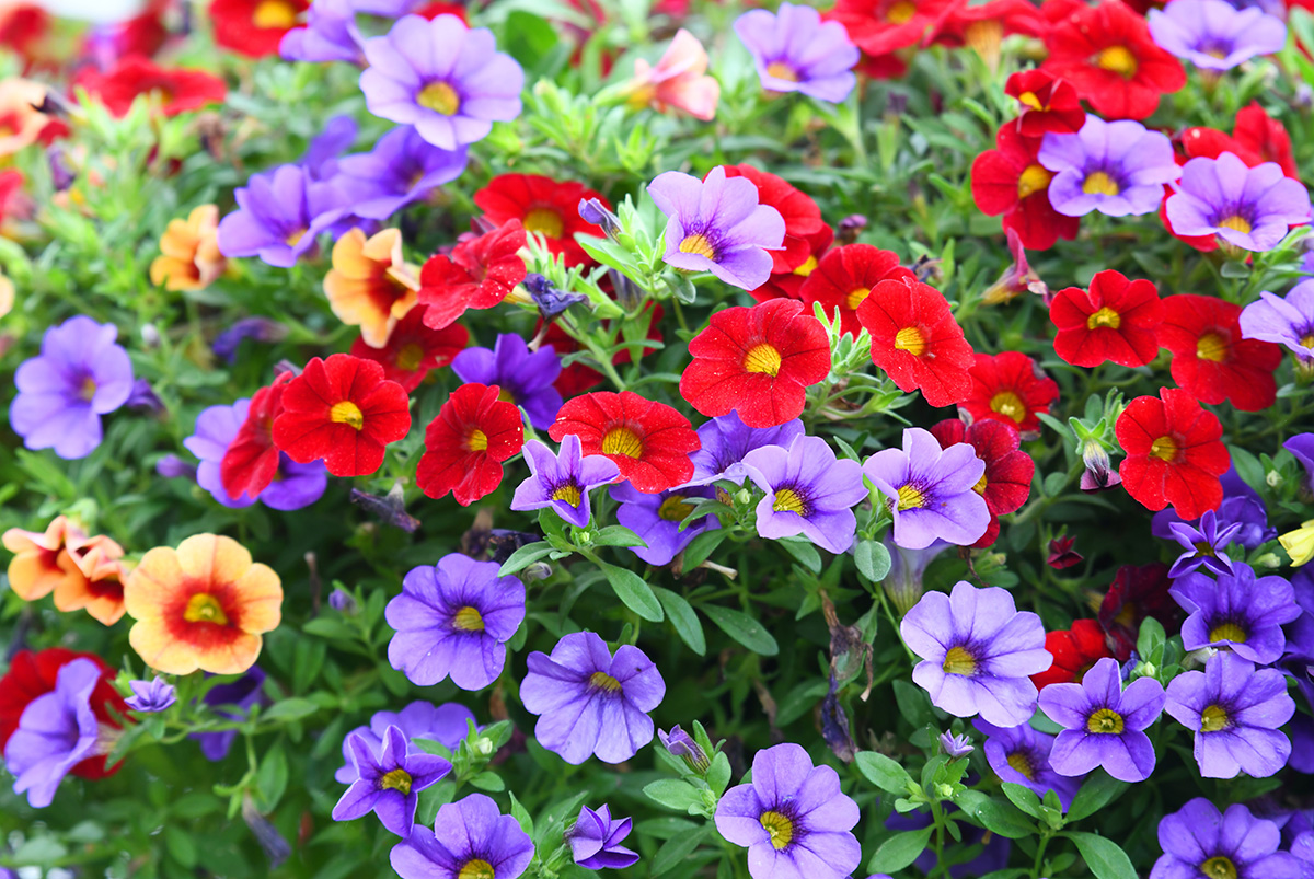 mixed petunia colours