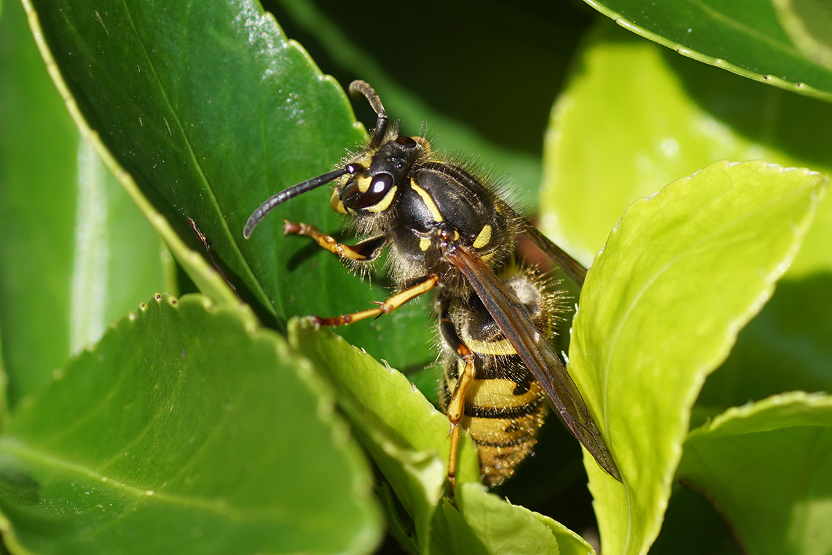 Wasp Queen on leaves