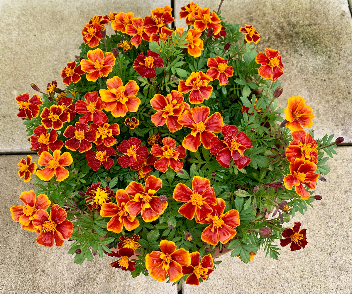 French Marigolds in a pot